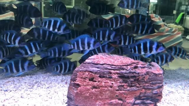 2025薩伊藍魚，2025年薩伊藍魚的獨特魅力與飼養要點，2025年薩伊藍魚的獨特魅力與飼養全指南，2025年薩伊藍魚的獨特魅力與飼養全指南