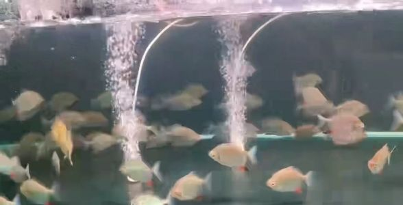 委內(nèi)瑞拉紅勾丁魚 委內(nèi)瑞拉紅勾丁魚 委內(nèi)瑞拉紅勾丁魚
