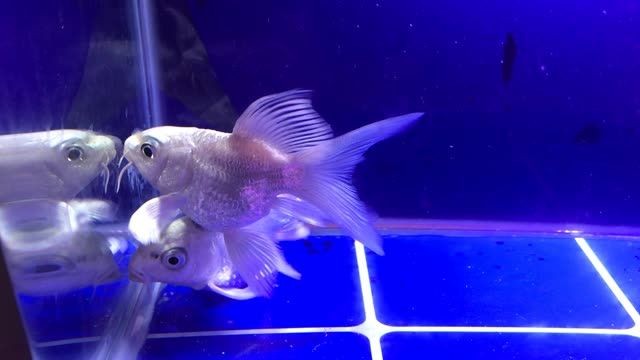 [2025]獅子頭-球型蝴蝶鯉：獅子頭-球型蝴蝶鯉，日本蝴蝶鯉或日本錦鯉，獅子頭-球型蝴蝶鯉，日本錦鯉品種溯源與形態特征解析（20250