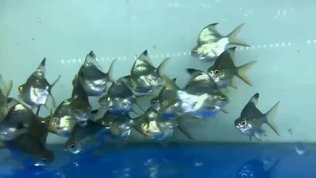 0號(hào)元寶鯽魚：0號(hào)元寶鯽魚的特點(diǎn)及其養(yǎng)殖要點(diǎn) 0號(hào)元寶鯽魚：0號(hào)元寶鯽魚的特點(diǎn)及其養(yǎng)殖要點(diǎn) 元寶鯽