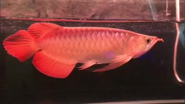 超血紅龍魚 祥龍赫舞超血紅龍魚,祥龍赫舞超血紅龍魚是一種色彩鮮艷、形態(tài)獨特的觀賞魚,祥龍赫舞超血紅龍魚,色彩鮮艷、形態(tài)獨特的觀賞魚,祥龍赫舞超血紅龍魚,色彩鮮艷、形態(tài)獨特的觀賞魚 祥龍超血紅龍魚 祥龍赫舞超血紅龍魚,祥龍赫舞超血紅龍魚是一種色彩鮮艷、形態(tài)獨特的觀賞魚,祥龍赫舞超血紅龍魚,色彩鮮艷、形態(tài)獨特的觀賞魚,祥龍赫舞超血紅龍魚,色彩鮮艷、形態(tài)獨特的觀賞魚 祥龍赫舞超血紅龍魚,祥龍赫舞超血紅龍魚是一種色彩鮮艷、形態(tài)獨特的觀賞魚,祥龍赫舞超血紅龍魚,色彩鮮艷、形態(tài)獨特的觀賞魚,祥龍赫舞超血紅龍魚,色彩鮮艷、形態(tài)獨特的觀賞魚 祥龍超血紅龍魚