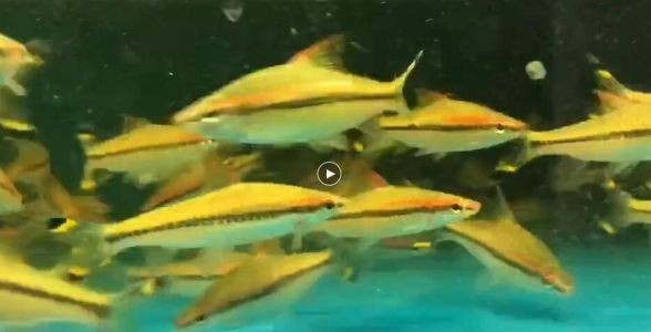一眉道人魚的奧秘：獨特魅力、飼養技巧與生態環境共融 一眉道人魚的奧秘：獨特魅力、飼養技巧與生態環境共融 一眉道人魚