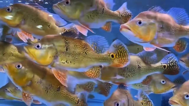 短身巴西亞魚：短身巴西亞魚是一種常見的淡水魚類 短身巴西亞魚：短身巴西亞魚是一種常見的淡水魚類 巴西亞魚