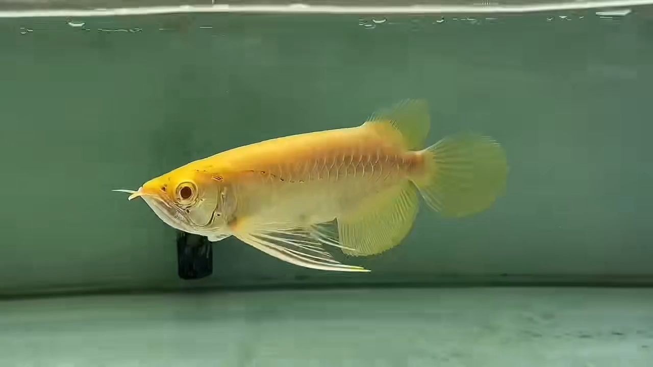 白子金龍魚2025,2025年白子金魚的養殖技術和管理方法,2025年白子金龍魚養殖技術與管理方法指南 白子金龍魚2025,2025年白子金魚的養殖技術和管理方法,2025年白子金龍魚養殖技術與管理方法指南