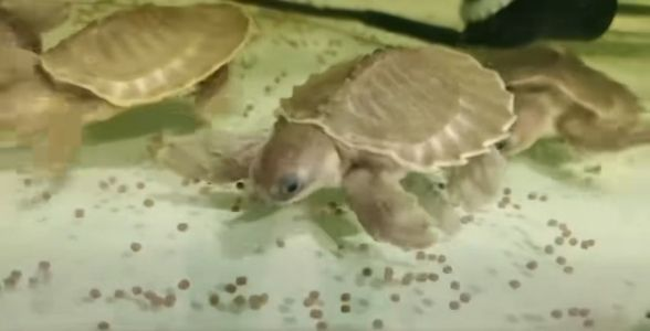 豬鼻龜：獨特造型的水中珍寶 豬鼻龜：獨特造型的水中珍寶 豬鼻龜