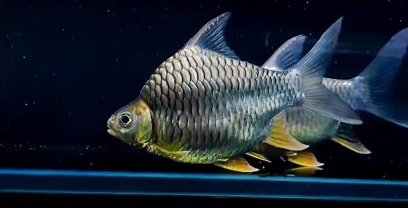 觀賞魚檸檬鯽魚，清新脫俗的水中精靈，揭秘其魅力與養護秘訣，觀賞魚檸檬鯽魚，清新脫俗的水中精靈與養護全攻略，清新脫俗的水中精靈，觀賞魚檸檬鯽魚的魅力與養護全攻略 觀賞魚檸檬鯽魚，清新脫俗的水中精靈，揭秘其魅力與養護秘訣，觀賞魚檸檬鯽魚，清新脫俗的水中精靈與養護全攻略，清新脫俗的水中精靈，觀賞魚檸檬鯽魚的魅力與養護全攻略 檸檬鯽