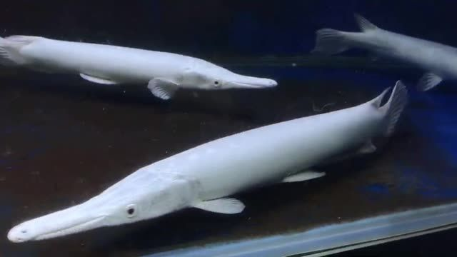 60公分白化火箭魚：白化火箭魚在水族館中被作為觀賞魚養殖者的研究和實驗對象 60公分白化火箭魚：白化火箭魚在水族館中被作為觀賞魚養殖者的研究和實驗對象 白化火箭魚