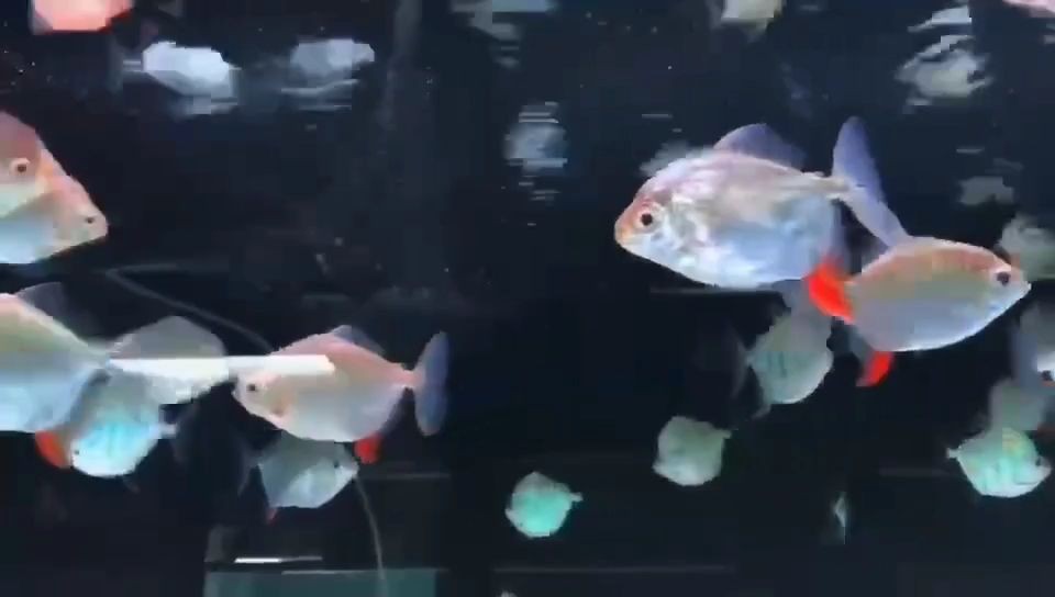紅勾銀版魚2025：“紅勾銀版魚2025”這一概念介紹了該版本的特性 紅勾銀版魚2025：“紅勾銀版魚2025”這一概念介紹了該版本的特性 紅勾銀版魚