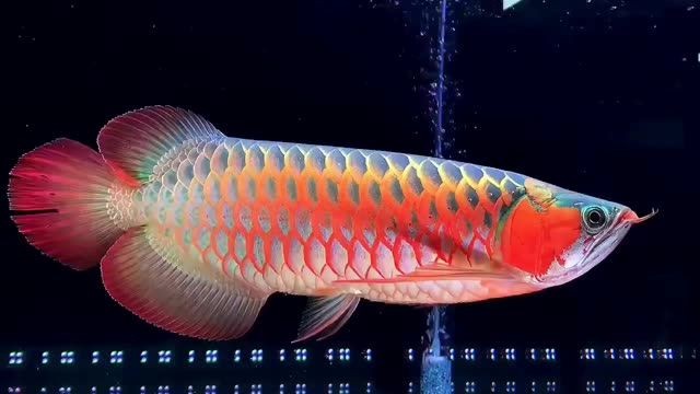 紫嫣超血紅龍魚：紫嫣超血紅龍魚是一種具有極高觀賞性的魚類 紫嫣超血紅龍魚：紫嫣超血紅龍魚是一種具有極高觀賞性的魚類 祥龍超血紅龍魚