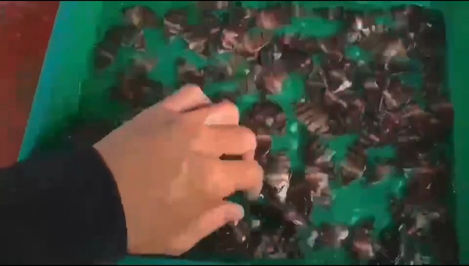 5cm粗紋虎魚批發(fā)：5cm粗紋虎魚批發(fā), 5cm粗紋虎魚批發(fā)：5cm粗紋虎魚批發(fā), 蘇虎