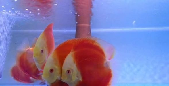 飼料 七彩神仙魚:絢麗多彩的水族明星,養殖與鑒賞全攻略 七彩神仙魚 七彩神仙魚:絢麗多彩的水族明星,養殖與鑒賞全攻略 七彩神仙魚:絢麗多彩的水族明星,養殖與鑒賞全攻略 七彩神仙魚