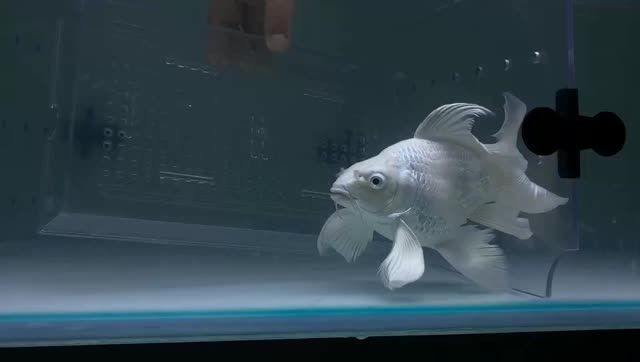 球形蝴蝶鯉魚批發：球形蝴蝶鯉魚在批發領域的銷售情況、價格趨勢以及市場前景 球形蝴蝶鯉魚批發：球形蝴蝶鯉魚在批發領域的銷售情況、價格趨勢以及市場前景 蝴蝶鯉