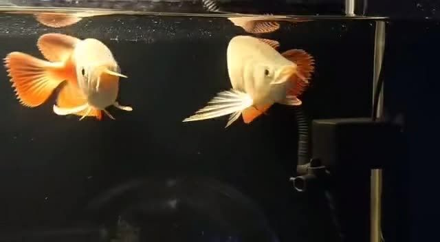 祥龍赫舞紅龍魚從小一起長大，一生不離不棄：紅龍魚與祥龍赫舞 祥龍赫舞紅龍魚從小一起長大，一生不離不棄：紅龍魚與祥龍赫舞 混養魚（配魚）