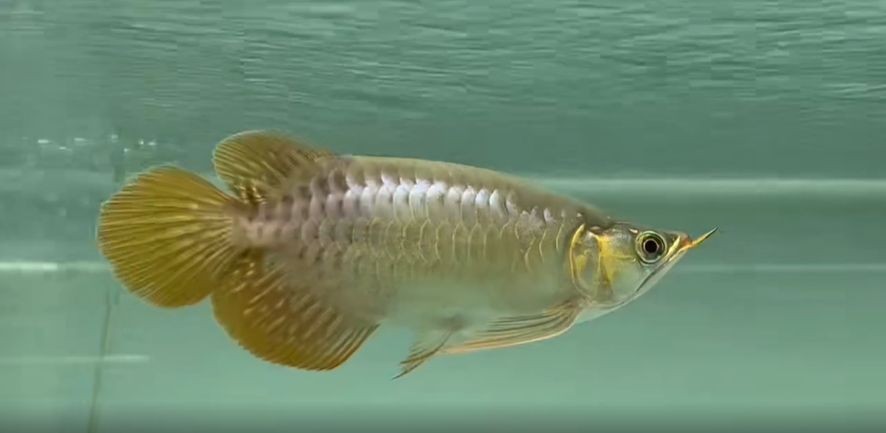 短身紅龍魚（祥龍魚場）：短身紅龍魚是一種體型較短、色彩鮮艷的熱帶觀賞魚 短身紅龍魚（祥龍魚場）：短身紅龍魚是一種體型較短、色彩鮮艷的熱帶觀賞魚 短身紅龍魚