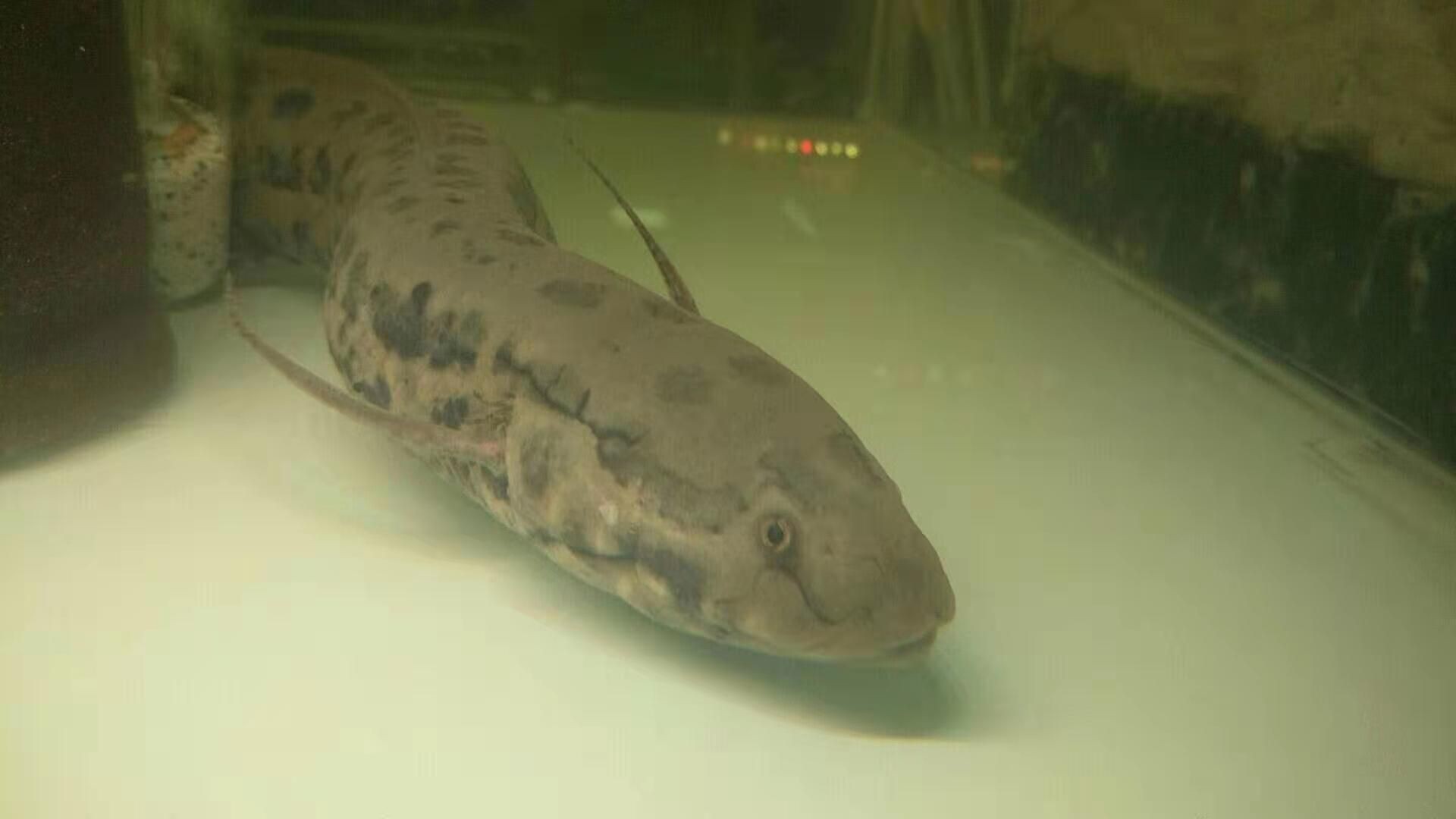 肺魚：肺魚是一種生活在水中的生活在水中的魚類，其特點是沒有內耳 肺魚：肺魚是一種生活在水中的生活在水中的魚類，其特點是沒有內耳 肺魚