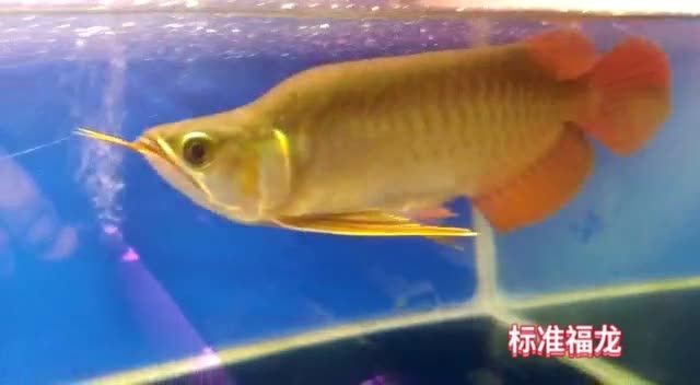 [2025]標(biāo)準(zhǔn)紅龍福龍：標(biāo)準(zhǔn)紅龍福龍是一種常見的風(fēng)水魚