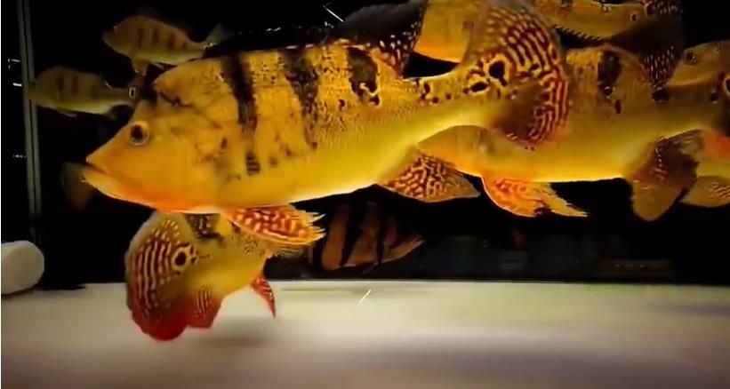 2025精品巴西亞魚(yú)：2025年的精品巴西亞魚(yú) 2025精品巴西亞魚(yú)：2025年的精品巴西亞魚(yú) 巴西亞魚(yú)