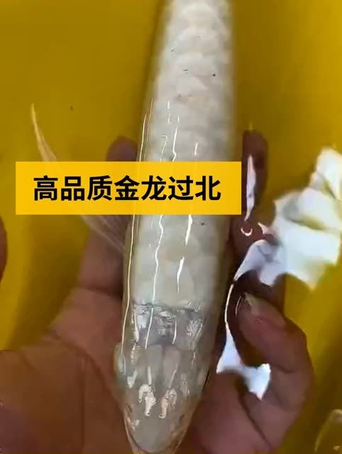 高品級過背金龍魚：高品品級過背金龍魚 高品級過背金龍魚：高品品級過背金龍魚 過背金龍魚