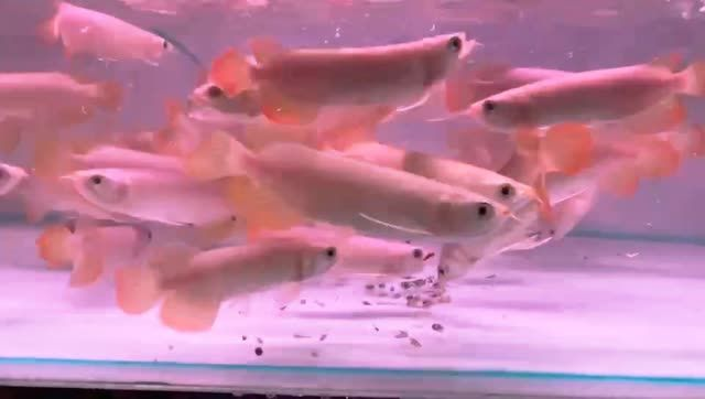 練手紅龍魚（新加坡紅龍）：練手紅龍魚的生物學特性、飼養方法和注意事項和注意事項