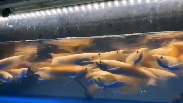 白子銀龍魚：白子銀龍魚怎么養？
