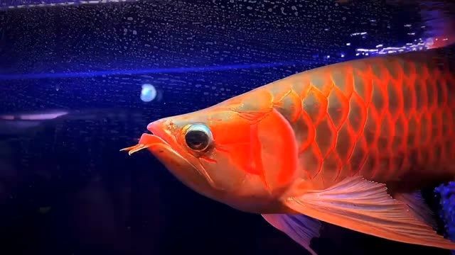2025寬體超血紅龍魚：2025寬體超血紅龍魚\"新品種 2025寬體超血紅龍魚：2025寬體超血紅龍魚\"新品種 祥龍超血紅龍魚