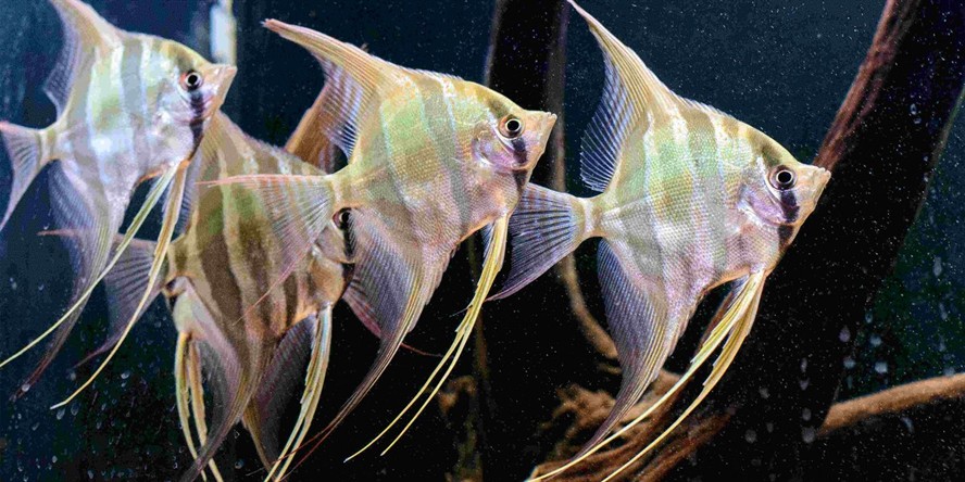 埃及燕魚、埃及神仙：埃及燕魚、埃及神仙魚的基本特點(diǎn)和養(yǎng)殖要點(diǎn) 埃及燕魚、埃及神仙：埃及燕魚、埃及神仙魚的基本特點(diǎn)和養(yǎng)殖要點(diǎn) 野生埃及神仙魚