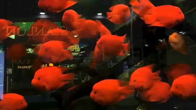 2025好運來風水魚財神鸚鵡：2025年好運來風水魚財神鸚鵡 2025好運來風水魚財神鸚鵡：2025年好運來風水魚財神鸚鵡 財神鸚鵡魚