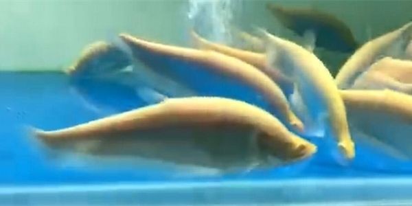 [2025]白化金刀魚：白化金刀魚摘要：一種珍稀的海洋魚類，其肉質鮮美，營養豐富，白化金刀魚，珍稀海洋魚類