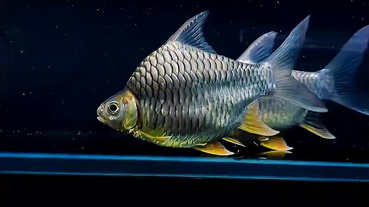 [2025]觀賞魚檸檬高背鯽魚，廣州觀賞魚批發市場祥龍魚場：廣州祥龍魚場是著名的廣州觀賞魚批發市場其中銷售的檸檬高背鯽魚備受喜愛，廣州祥龍魚場檸檬高