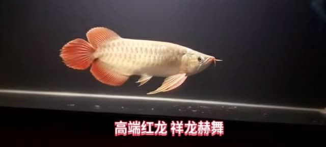 印尼魚場直選祥龍赫舞紅龍魚，印尼魚場直選祥龍赫舞紅龍魚，，直選祥龍赫舞紅龍魚印尼魚場新品發布