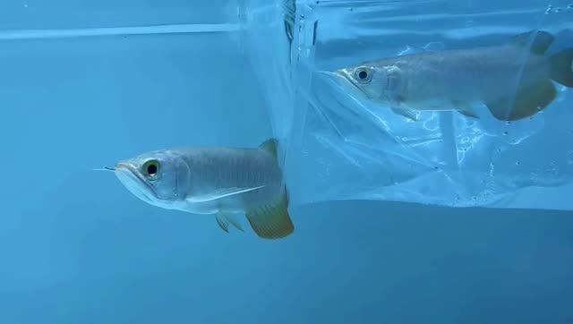 精品小高背金龍魚各個精品：精品小高背金龍魚 精品小高背金龍魚各個精品：精品小高背金龍魚 高背金龍魚