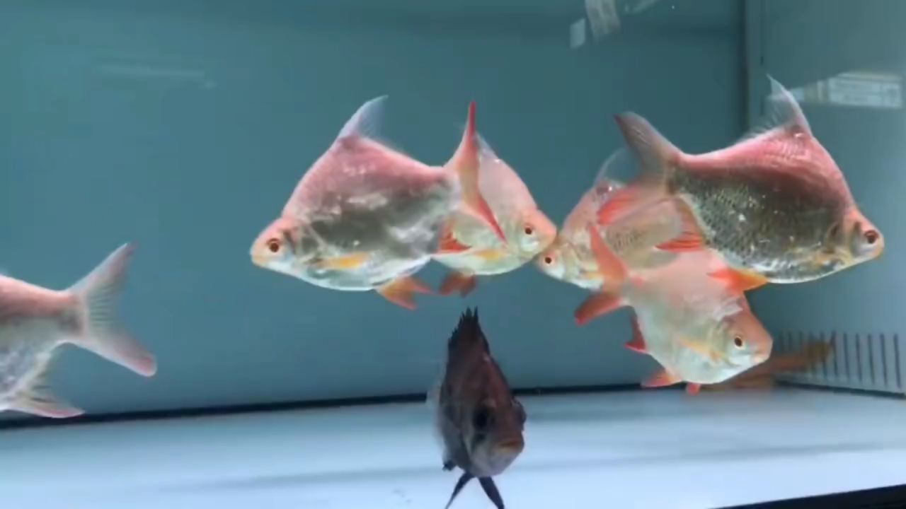 2025元寶鯽魚：2025元寶鯽魚養殖過程中可以節省一定的飼料成本 2025元寶鯽魚：2025元寶鯽魚養殖過程中可以節省一定的飼料成本 元寶鯽