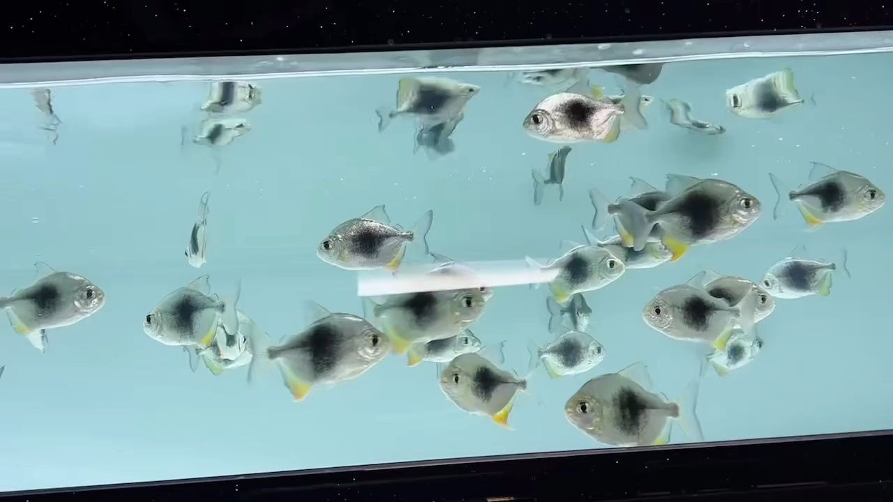 黑桃A魚苗批發7-8 10-11便宜：黑桃a魚苗批發 黑桃A魚苗批發7-8 10-11便宜：黑桃a魚苗批發 黑桃A魚