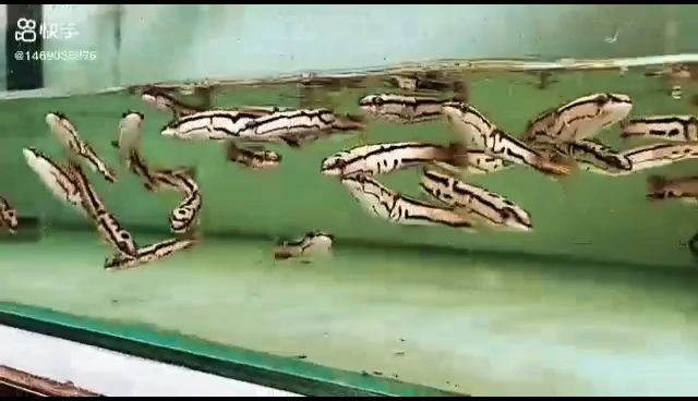 黃金夢幻雷龍魚：黃金夢幻雷龍魚是一種備受觀賞魚愛好者青睞的魚類