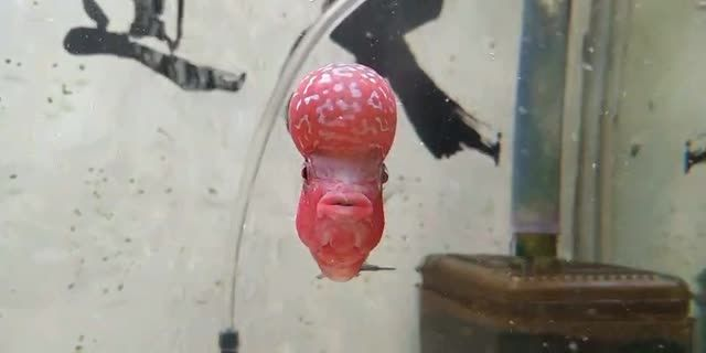 廣州羅漢魚批發：廣州羅漢魚批發市場
