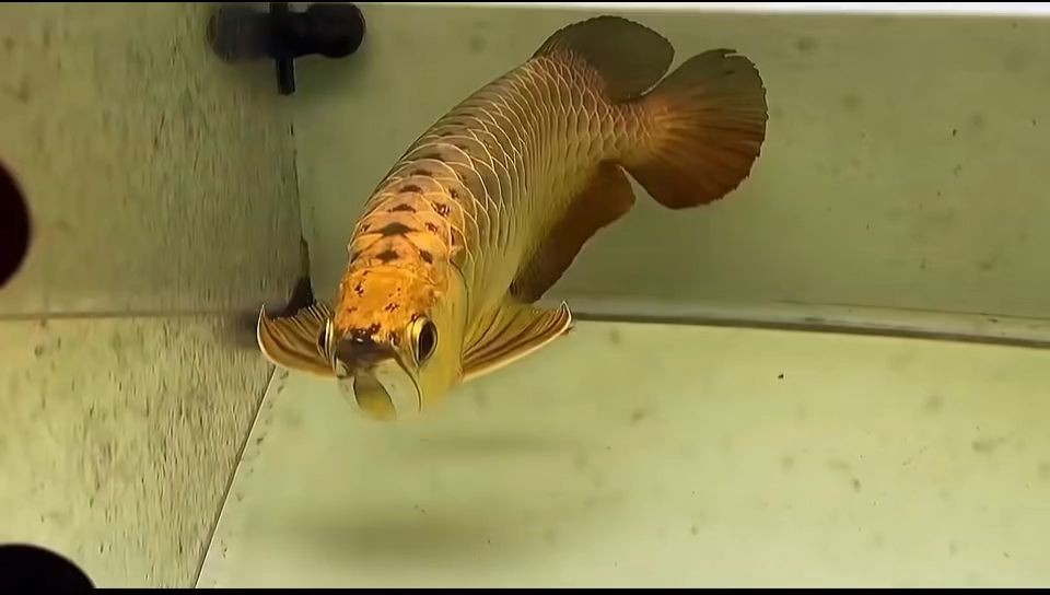 詳細閱讀:40公分金盔翡翠藍過背金龍魚:40公分金盔翡翠藍過背金龍魚體長達40厘米 40公分金盔翡翠藍過背金龍魚:40公分金盔翡翠藍過背金龍魚體長達40厘米