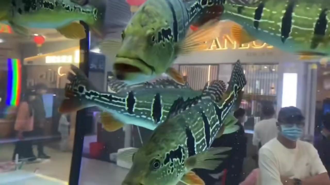 大帝王三間觀賞魚：大帝王三間觀賞魚是一種體型較大的觀賞魚 大帝王三間觀賞魚：大帝王三間觀賞魚是一種體型較大的觀賞魚 帝王三間魚