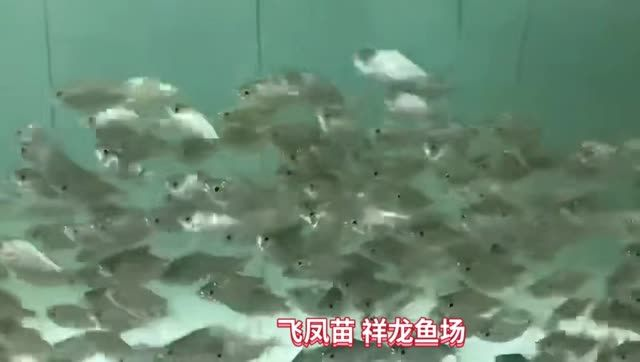 飛鳳魚苗批發，飛鳳魚苗批發業務，優質飛鳳魚苗批發供應，專業養殖首選，專業優質飛鳳魚苗批發供應，養殖戶首選合作伙伴