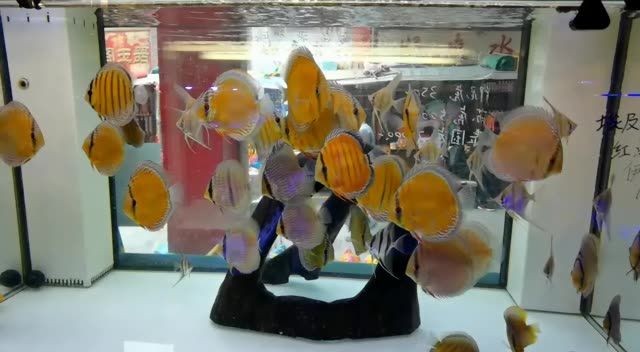 詳細閱讀:野彩埃及神仙魚:野彩埃及神仙魚在水族箱中表現出較高的適應性,但需要謹慎管理 野彩埃及神仙魚:野彩埃及神仙魚在水族箱中表現出較高的適應性,但需要謹慎管理