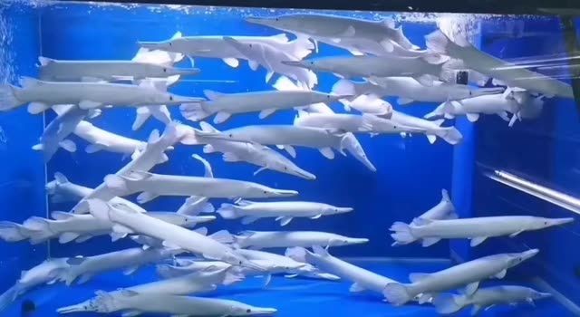白化火箭魚：白化火箭魚是一種體型較小的深海魚類 白化火箭魚：白化火箭魚是一種體型較小的深海魚類 白化火箭魚