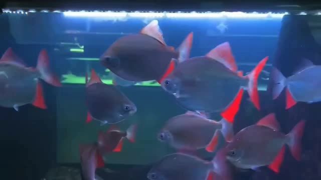 [2025]紅魔王銀版魚：紅魔王銀版魚是一種新型的觀賞魚，20250719紅魔王銀版魚發(fā)布，新型觀賞魚品種驚艷亮相