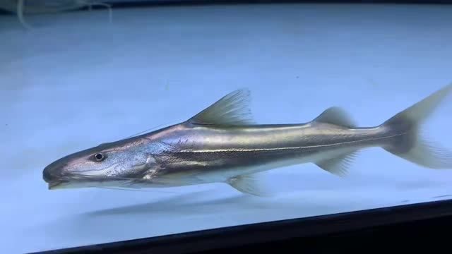 25cm月光鴨嘴魚：25cm月光鴨嘴魚摘要：一種25厘米長的淡水魚類 25cm月光鴨嘴魚：25cm月光鴨嘴魚摘要：一種25厘米長的淡水魚類 月光鴨嘴魚