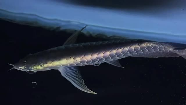 藍珀藍底過背金龍魚背部欣賞，藍底過背金龍魚背部欣賞，藍珀金龍魚背部欣賞，神秘藍底下的璀璨金龍