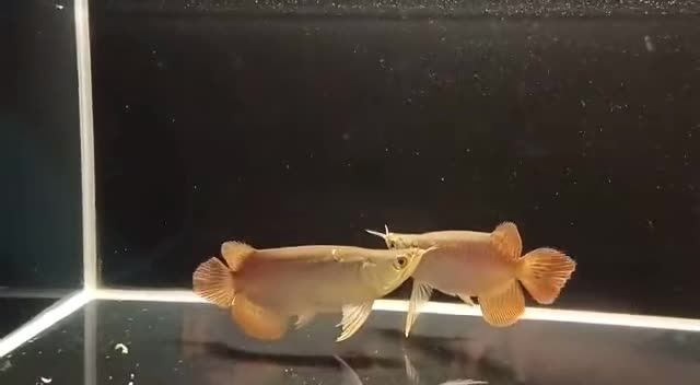 比翼雙飛戰車紅龍魚：水中的鳳凰——紅龍魚 比翼雙飛戰車紅龍魚：水中的鳳凰——紅龍魚 戰車紅龍魚