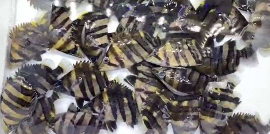 四紋虎魚：保護野生的四紋虎魚 四紋虎魚：保護野生的四紋虎魚 印尼四紋虎