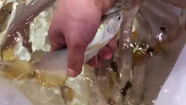 馬來西亞全品高背金龍魚：水產養殖和觀賞領域,馬來西亞全品高背金龍魚 馬來西亞全品高背金龍魚：水產養殖和觀賞領域,馬來西亞全品高背金龍魚 高背金龍魚