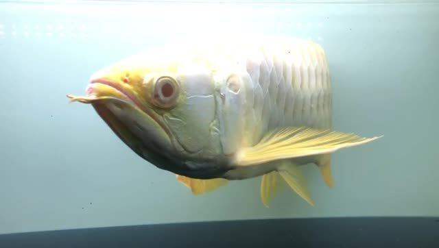 55cm白子金龍魚（鎮(zhèn)店之寶），55cm白子金龍魚（鎮(zhèn)店之寶）（鎮(zhèn)店之寶），55cm白子金龍魚，鎮(zhèn)店之寶，珍稀水族珍品
