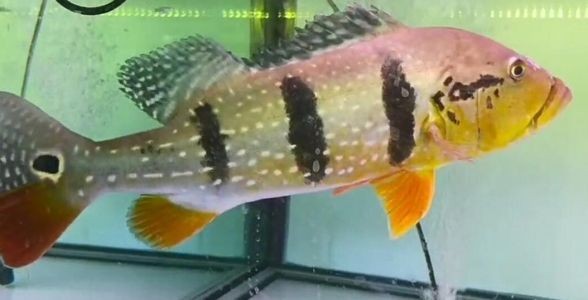 帝王三間魚：奢華與力量的水族新星，養殖與鑒賞手冊 帝王三間魚：奢華與力量的水族新星，養殖與鑒賞手冊 帝王三間魚