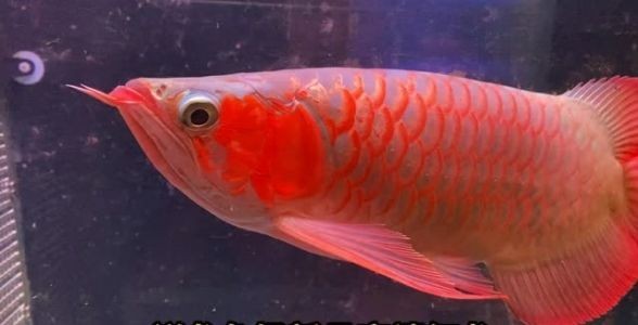 [2025]祥龍魚場超血紅龍魚，珍稀之巔，水族世界的璀璨瑰寶，祥龍魚場超血紅龍魚，水族世界的珍稀瑰寶，祥龍魚場超血紅龍魚，水族世界的珍稀璀璨瑰寶，祥龍魚場超血紅龍魚，2025稀世臻品，水族巔峰