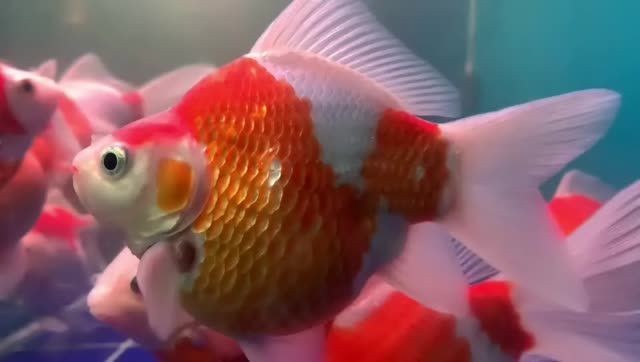 玉鯖魚2025：2025年玉鯖魚的養殖情況